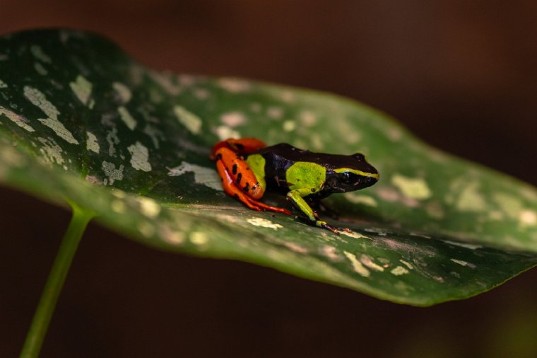 127 Peyrieras reservaat, mantella baroni.jpg